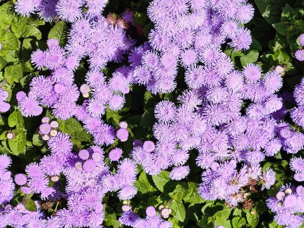 Lila violette bloemen in de tuin als achtergrond. Aster amellus in zonlicht