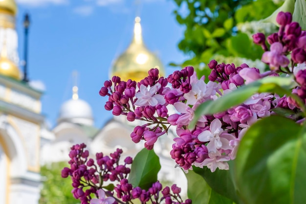 Lilac against the background of the Assumption Cathedral of the Moscow Kremlin blurred focus Moscow Russia