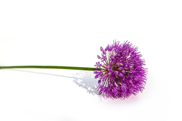 Lilac Allium Onion Flower, isolated 