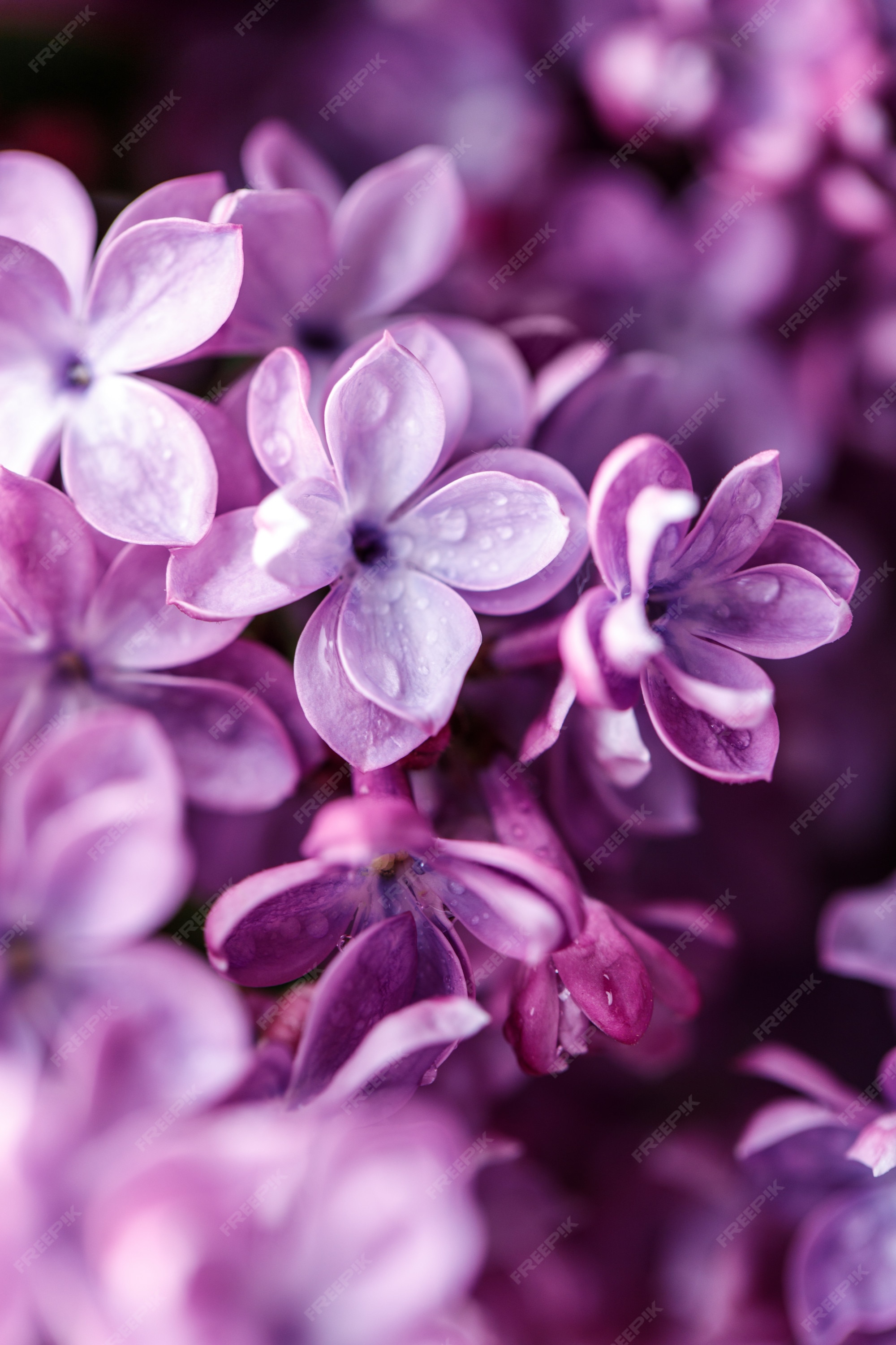 Khám phá bức ảnh nền tím hoa phong lan đầy mê hoặc với sắc tím đậm nét trên nền lục ánh kim. Nét chuyên nghiệp và chất lượng của bức hình sẽ mang đến những trải nghiệm đáng nhớ cho bạn.