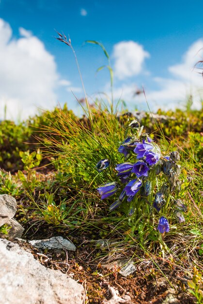 Сиреневые колокольчики - лат. Campanula alpina - полевые цветы Карпатских гор