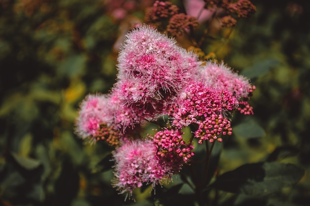 Lilac bloemclose-up, tuinbloemen