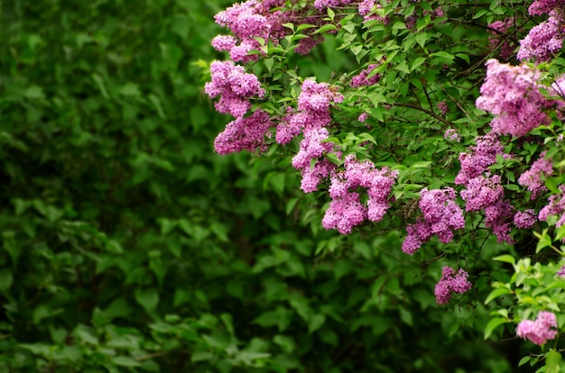 Lilac bloemen die in de de lentetuin bloeien.