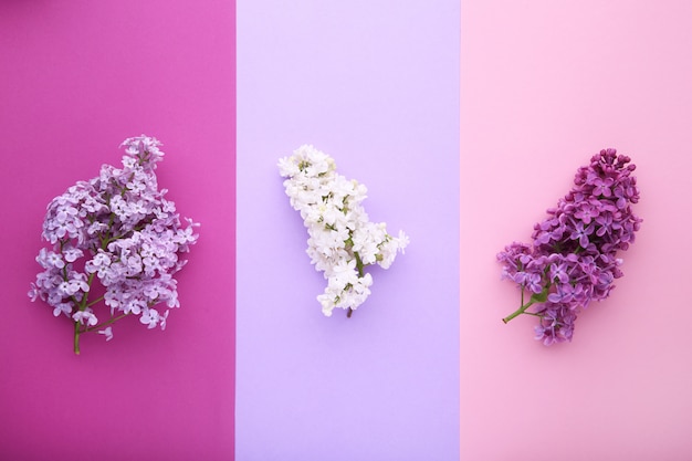 Lilac bloementak op kleurrijk met copyspace