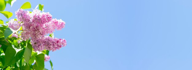 Lilac blooming lilac against the blue sky.