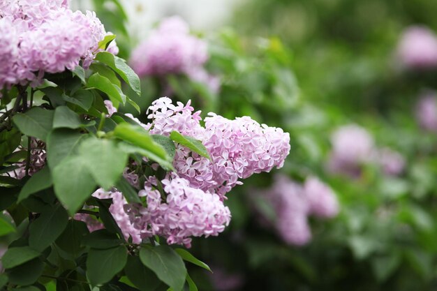 Lilac blossom flowers spring view