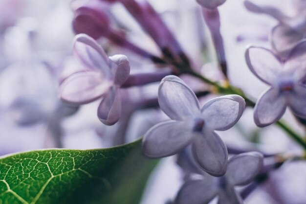 春のライラックの花 ライラックの花をクローズ アップ