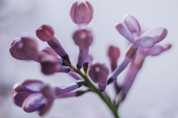 春のライラックの花 ライラックの花をクローズ アップ