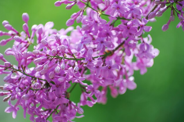 Foto rami in fiore di lilac focalizzazione selettiva