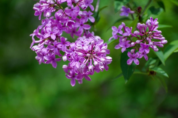 Lilac blossoming branches Selective focus