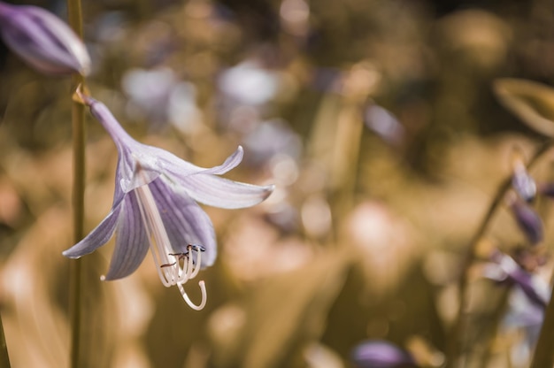 Lilac bluebell in yellow background Closeup photo of flower