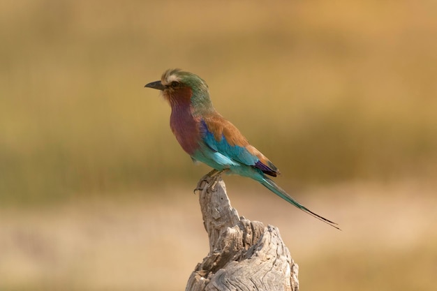 Foto lilac-borstrolvogel die op een boomstam zit