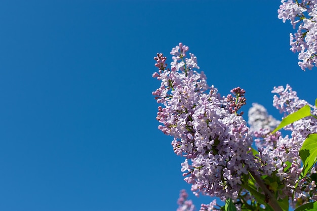 Lilac branch blue sky