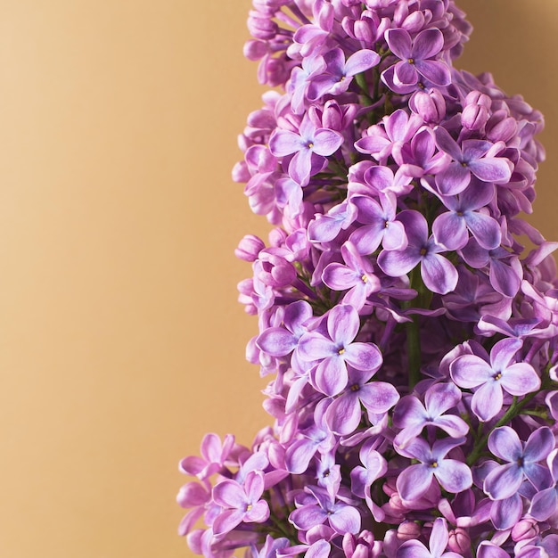 Lilac branch flower flat lay close up on beige pastel background