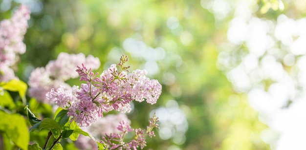 春の庭のライラックの枝 背景をぼかした写真 セレクティブ フォーカス コピー スペース 横写真