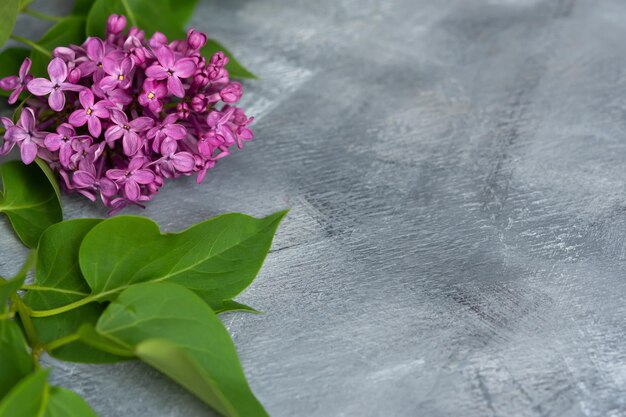 Lilac branch gray background top view