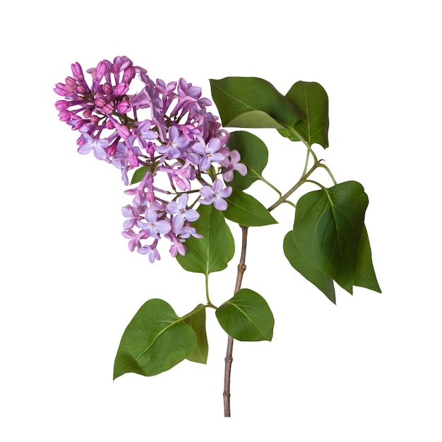 Lilac branch isolated on white background Beautiful spring flowers