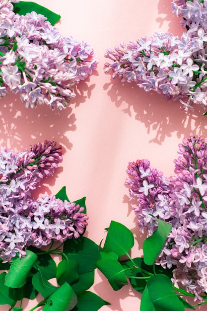 Lilac branch on a pink copyspace background . A flowering branch.