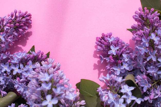 Lilac branch on a pink copyspace background . A flowering branch.