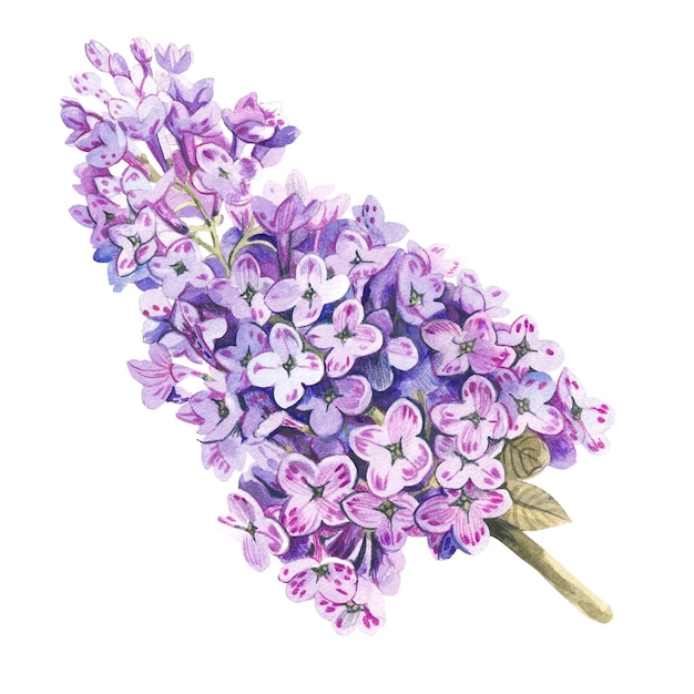 Lilac branch on a white background Watercolor illustration