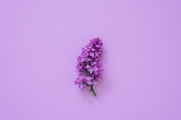 Lilac branches on a colored background Easter March 8 Mother's Day spring has come