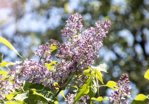 Lilac branches with purple flowers