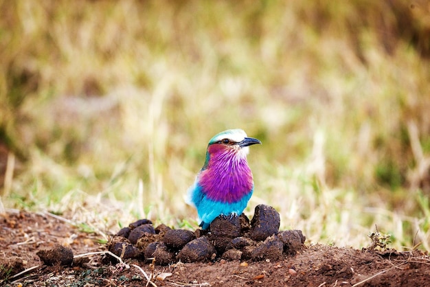 Lilac Breasted Roller Bird on Poop