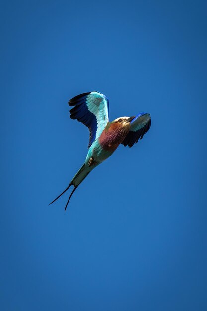 Lilac-breasted roller flying across clear blue sky