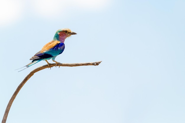 Lilac Breasted Roller Isolated Against Sky