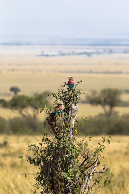 Lilac-breasted roller op de boom Maasai Mara, Kenia Afrika