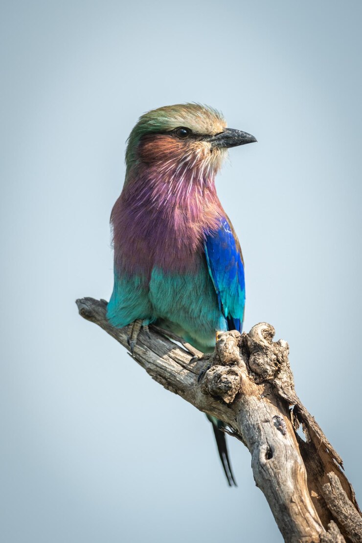 Foto lilac-breasted roller op een dode tak die naar rechts kijkt