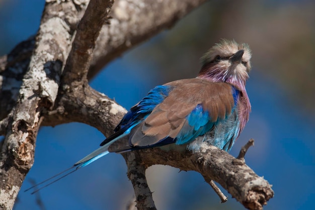 Lilac breasted roller perched Kruger National Park South Africa