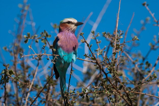 Lilac breasted roller perched kruger national park south africa