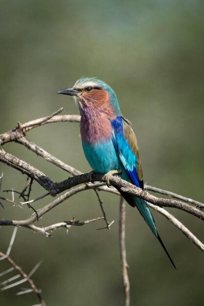 Photo lilac-breasted roller with catchlight on dead branch