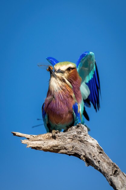 Lilac-breasted rollers mating on stump in sunshine