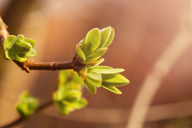 ライラックは、3月または4月の春先に枝に芽を出し、コピースペースを備えた水平形式の日光にさらされます。蘇る開花自然の写真