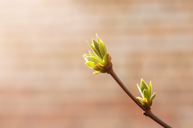 3 월 또는 4 월에 이른 봄에 분기에 라일락 싹이 복사 공간 태양 노출 가로 형식으로. 부활하는 꽃이 만발한 자연의 사진