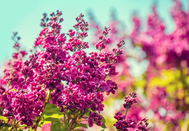 Lilac bush against sky in the garden