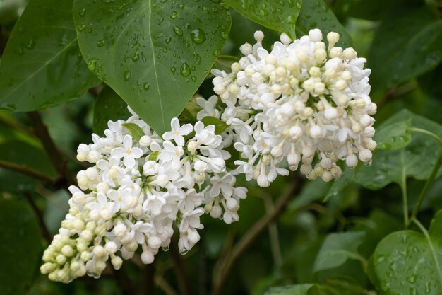 ライラック ブッシュ花ガーデニング雨滴グリーティング カード