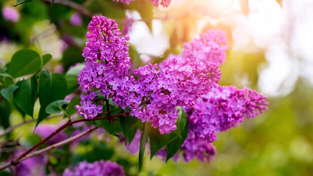 Lilac bush during flowering. Purple lilac flowers