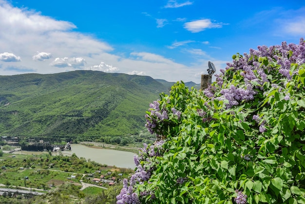 Lilac bush and a view of the mtkvari river flowing into the aragvi river georgia 2019