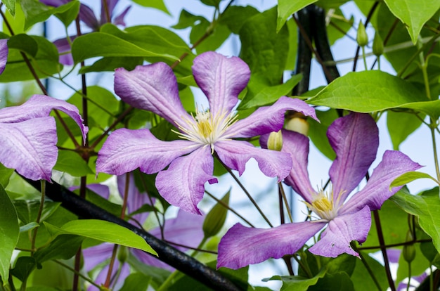 Lilac clematis flowers on background of green bush.