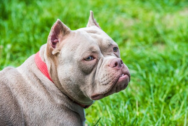 Lilac color american bully dog top view outside