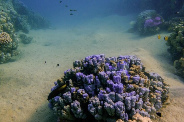 Фото Лилавые кораллы на морском дне красного моря