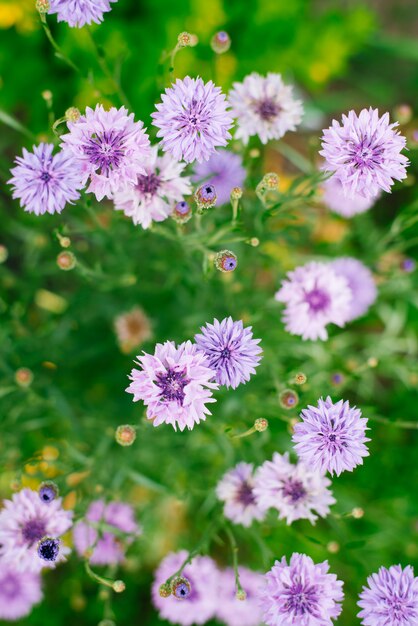 Lilac cornflowers grow in the field. Top view close-up. Selective focus