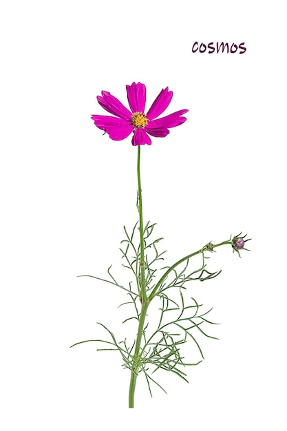 Lilac cosmos flower on a white background