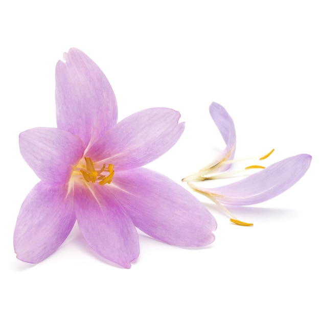 Lilac crocus flowers isolated on white background