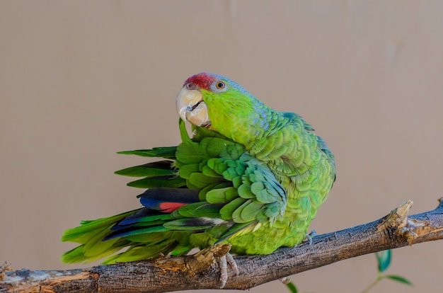 Lilac-crowned Amazon Parrot Grooming her Feathers