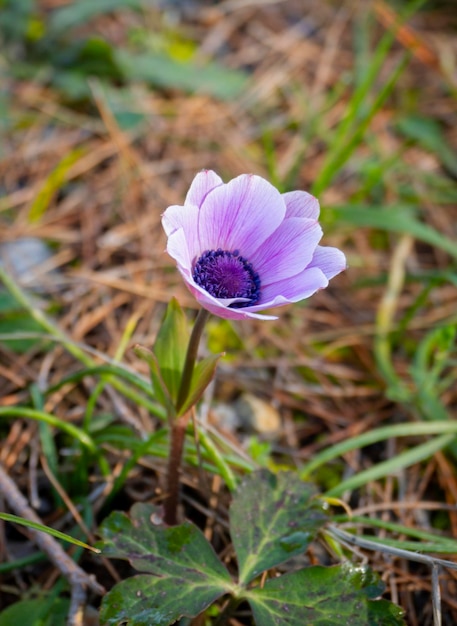 Lilac flower Anemone coronaria on a Sunny day in Greece