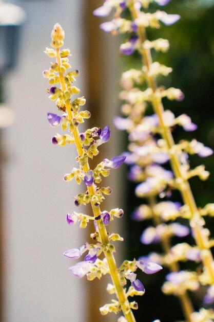 Photo lilac flower branch